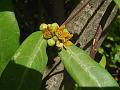 Indian Sarsaparilla